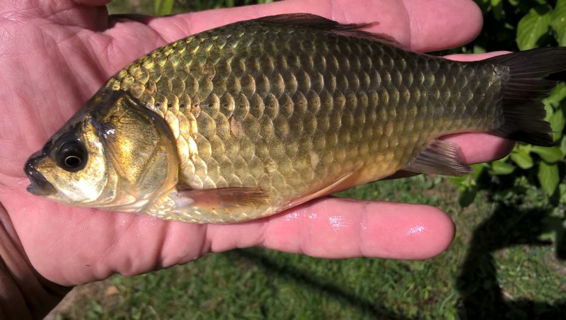 Золотой карась в воде