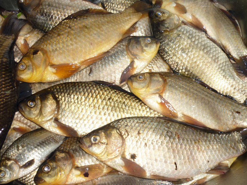 Пруд для карасей Размеры