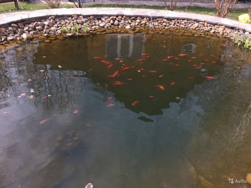Воронеж пруд золотой Карп фотосессии
