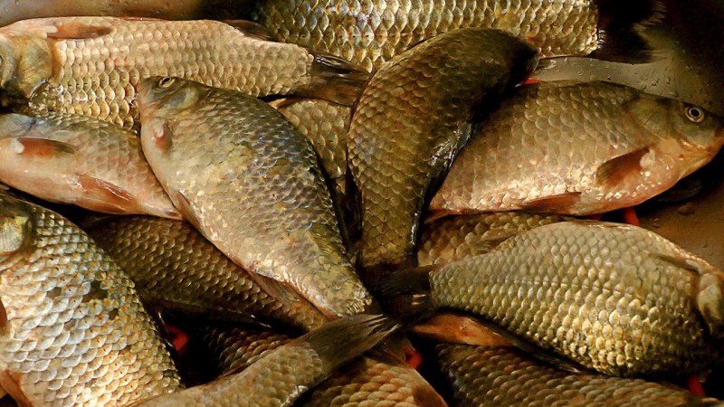 Золотой карась