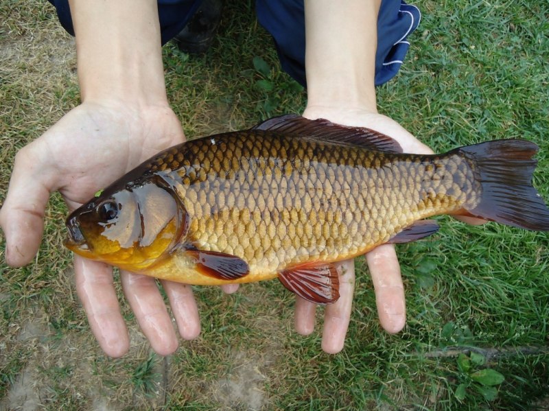 Карась в домашних условиях