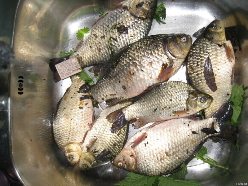 Много карасей