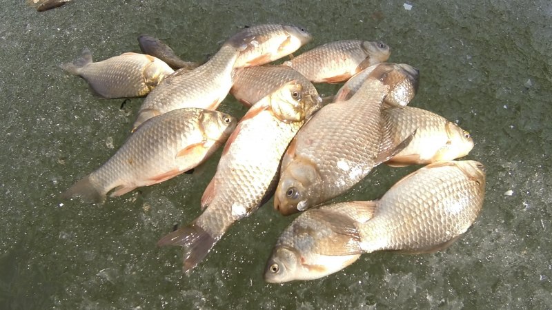 Желтый карась ловля