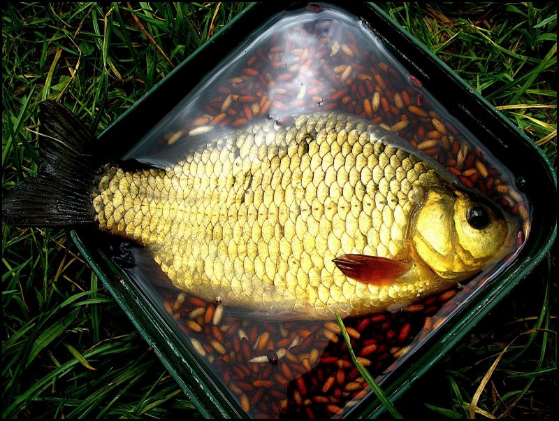 Осенний улов карася