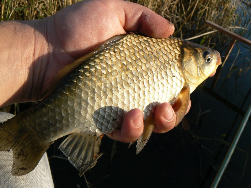 Вырезуб рр4