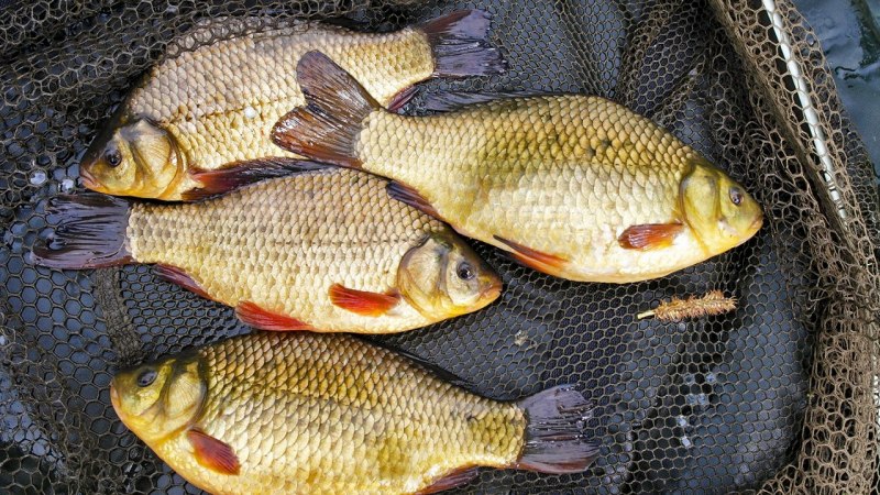 Карась золотой Carassius Carassius