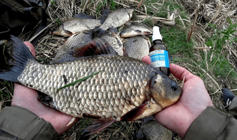 Золотой Линь