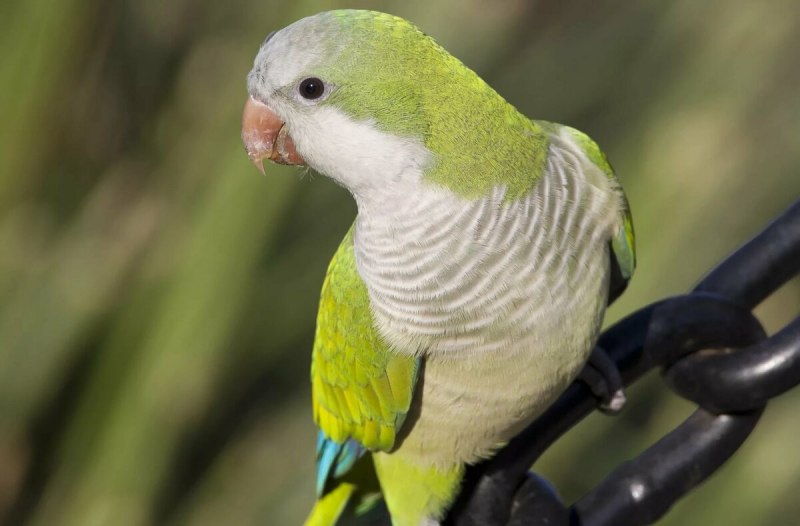 Монах Калита квакер