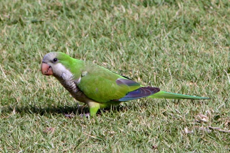 Попугай монах Калита