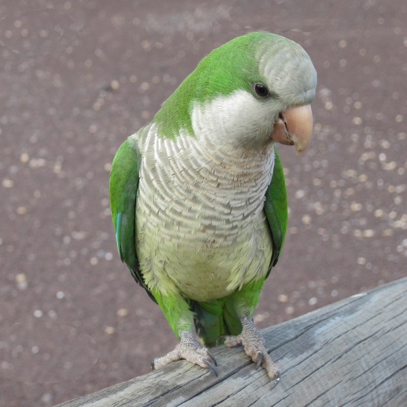 Попугай монах Калита