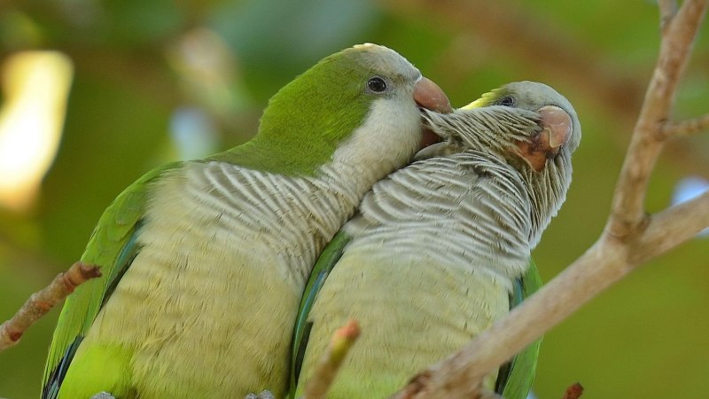 Классификация пород попугаев