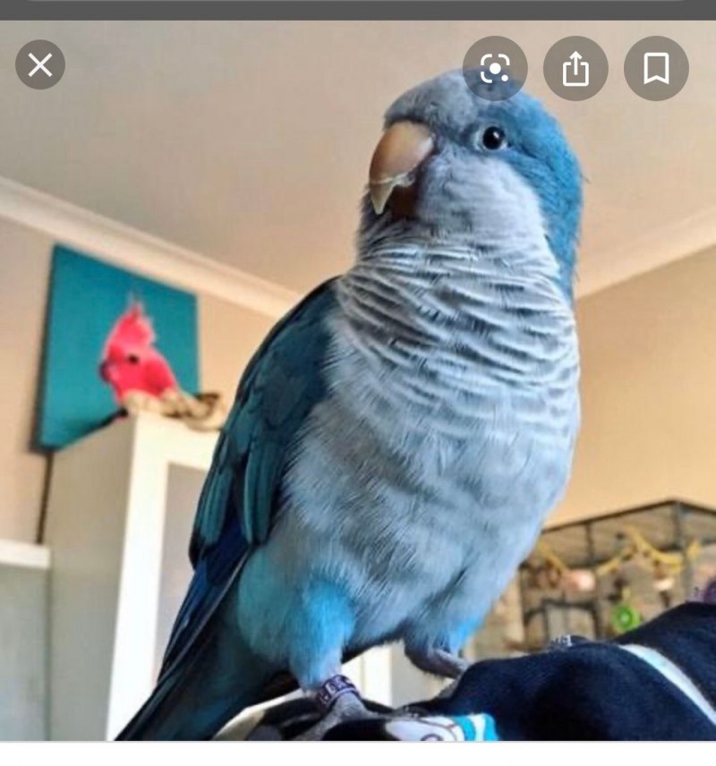 Попугай монах Калита квакер