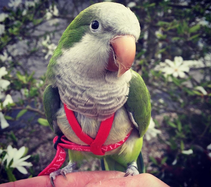 Попугай квакер монах