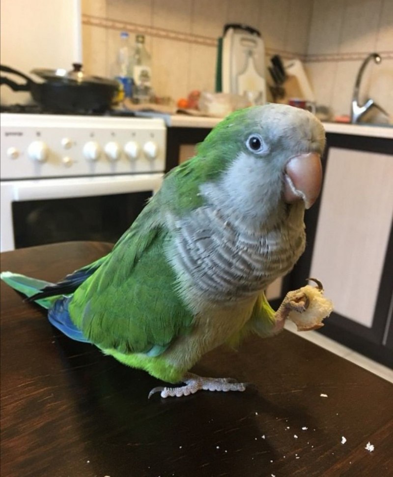 Голубой монах квакер