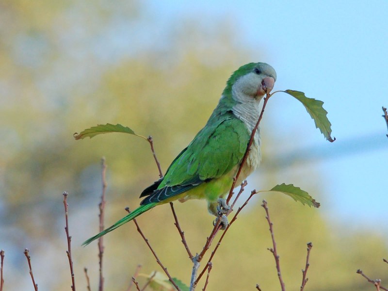 Myiopsitta monachus Cotorra
