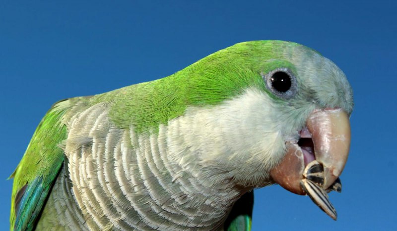 Калита белый попугай монах