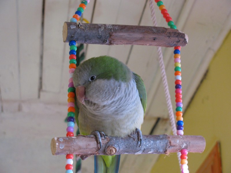 Квакер попугай синий