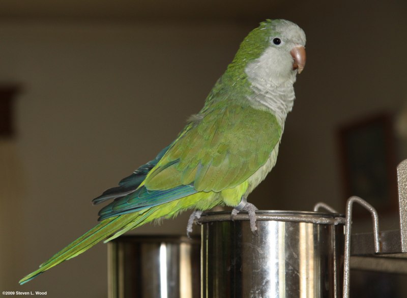 Монах Калита попугай желтый