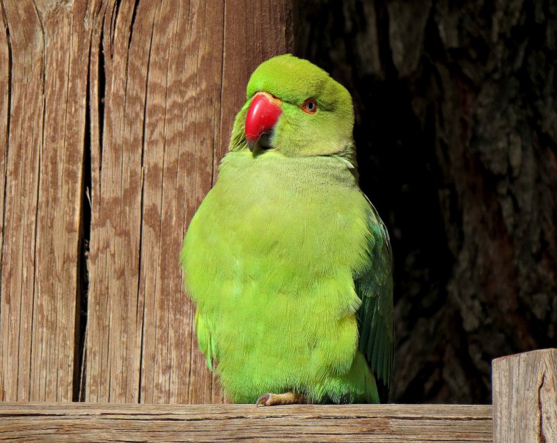 Попугай монах квакер желтый