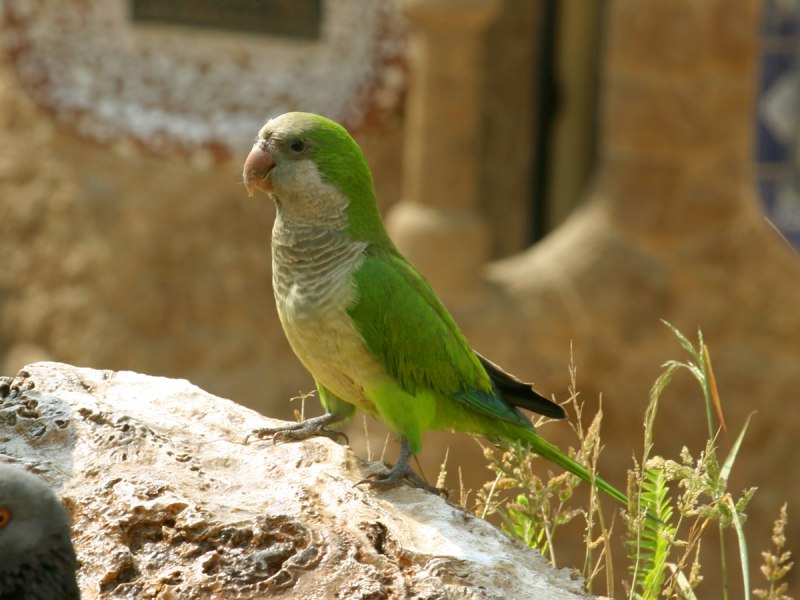 Попугай монах Калита