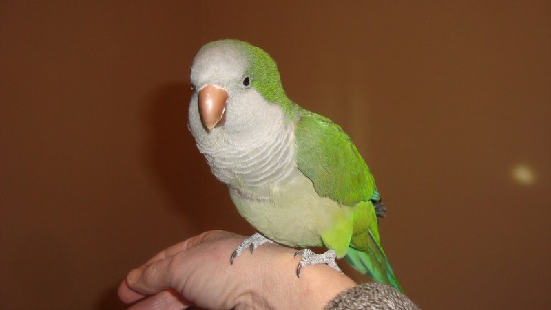 Попугаи домашние