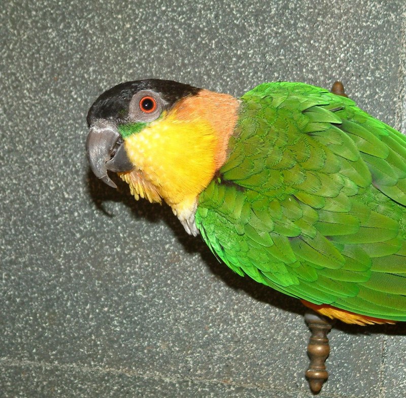 Калита монах зеленый