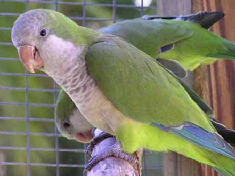 Попугай монах голубой