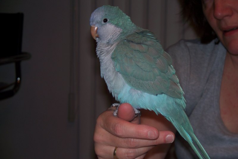 Длиннохвостый ара