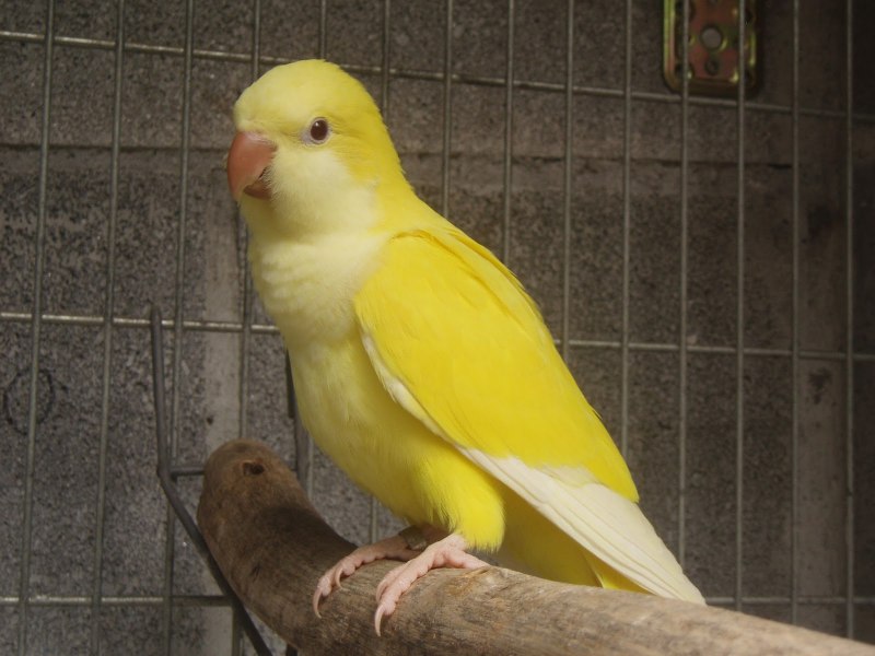 Лысый попугай квакер