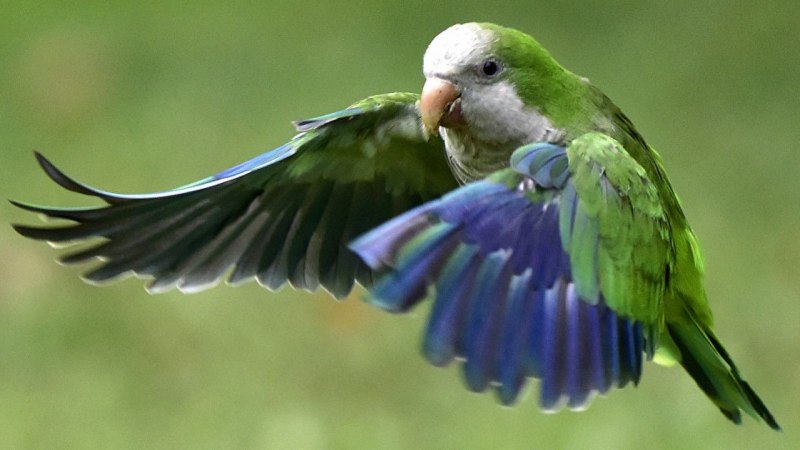 Монах Калита квакер