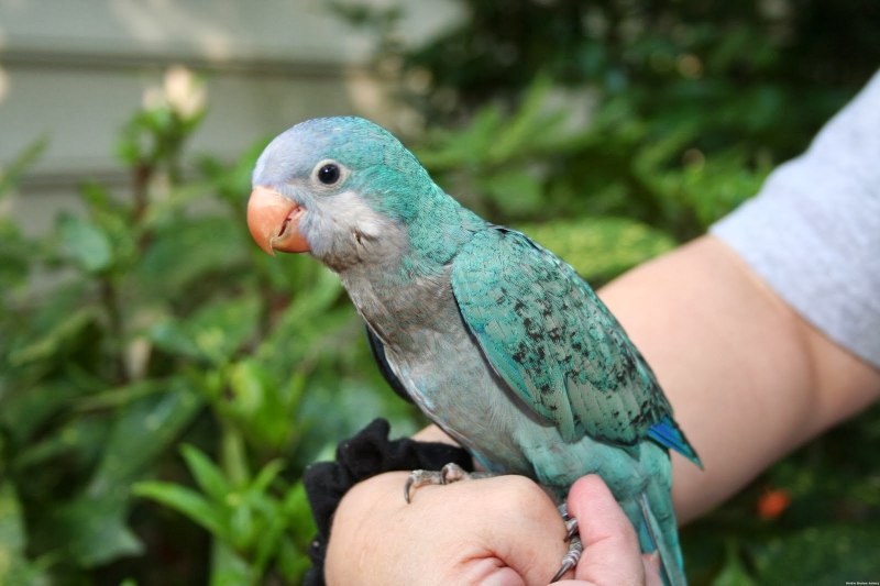 Попугай Калита монах синий