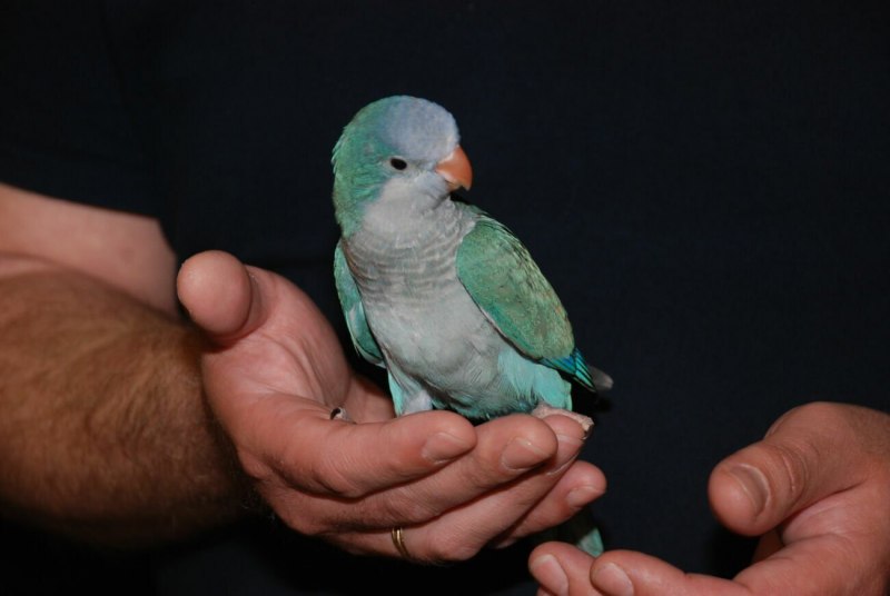 Попугай Калита гнездо