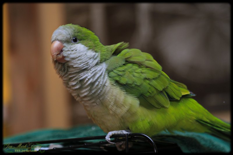 Голубой монах квакер