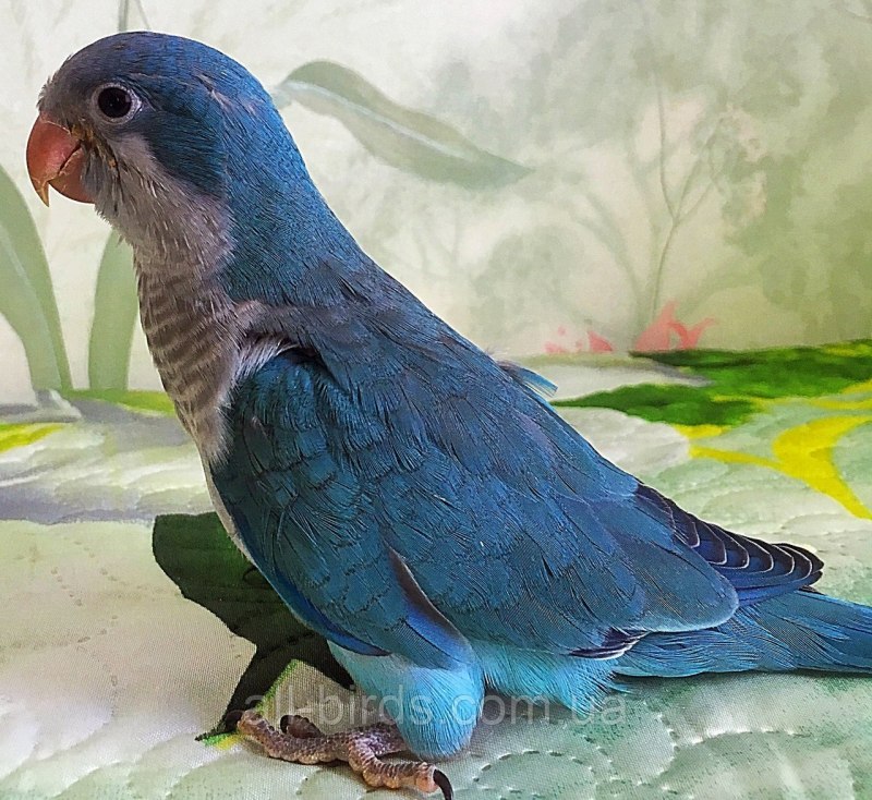 Попугаи квакеры захватывают территории