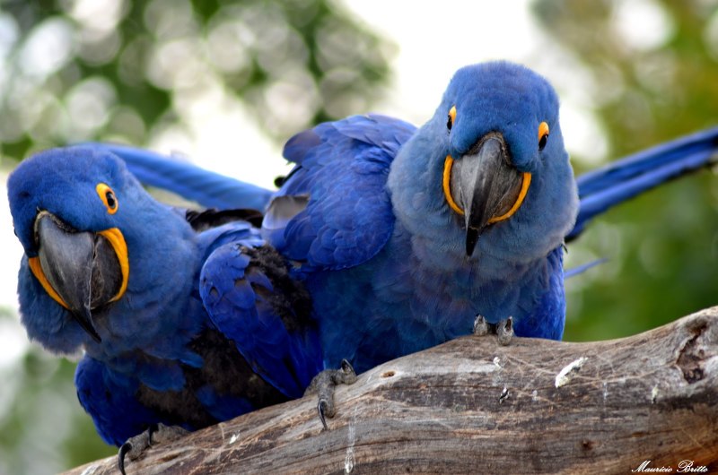 Монах квакер