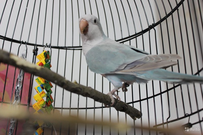 Задумчивый попугай