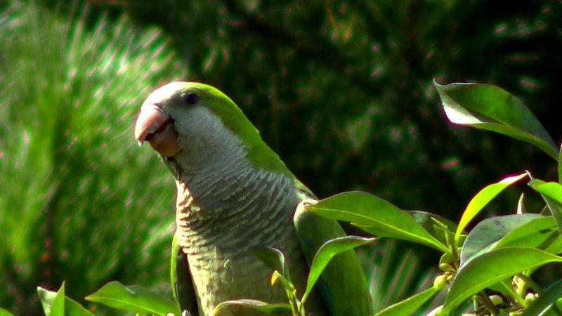 White Quaker Parrot