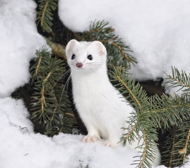 Американская норка белая
