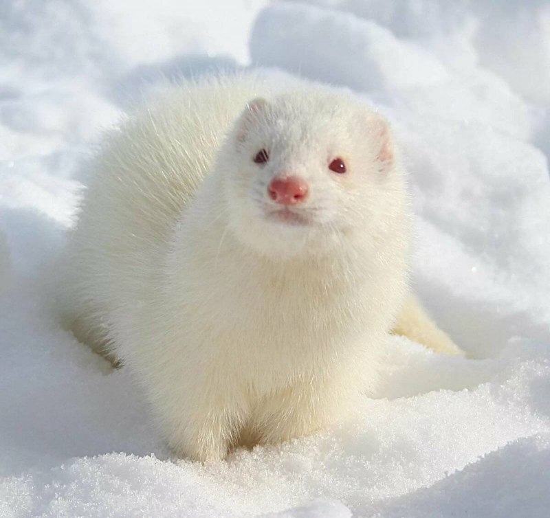 Горностай (Mustela erminea)