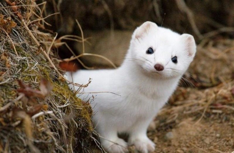 Ласка хорек куница горностай норка