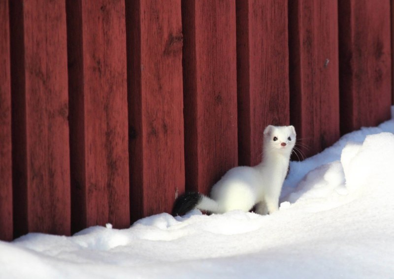 Ласка норка хорёк горностай