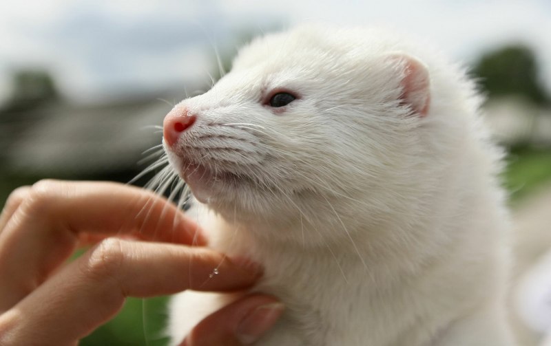 Хонорик белый