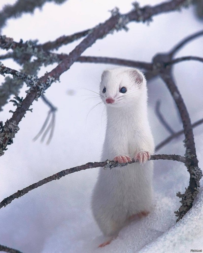 Европейская норка белая