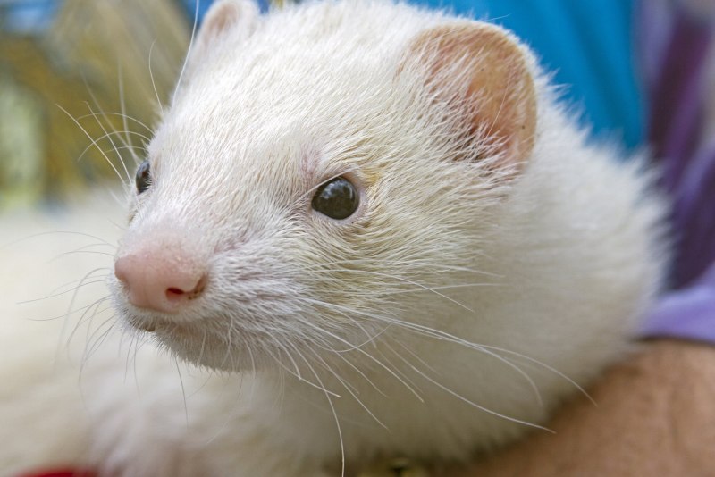 Патагонский горностай