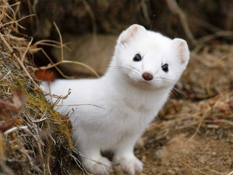 Горностай Марий Эл