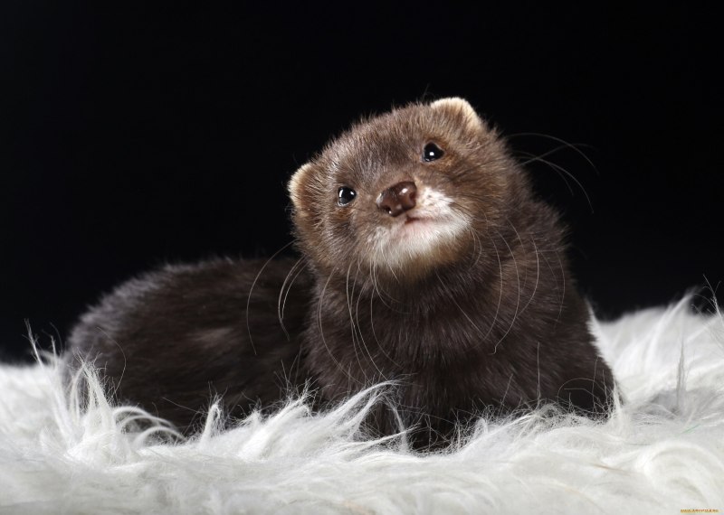 Ласка зверек