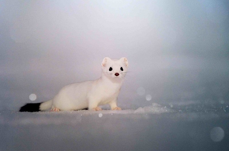 Горностай норка