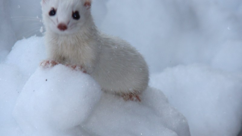 Животное с белой шерстью