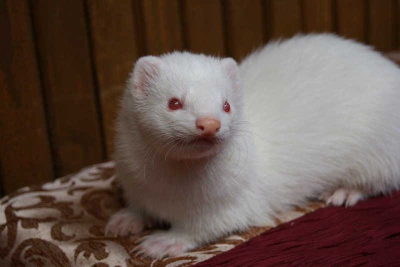 Куница норка хорек