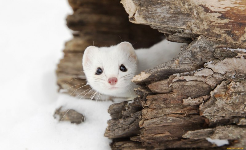 Баргузинский заповедник горностай